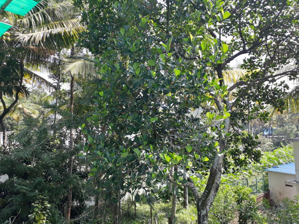 Able Homestay Thekkady Extérieur photo